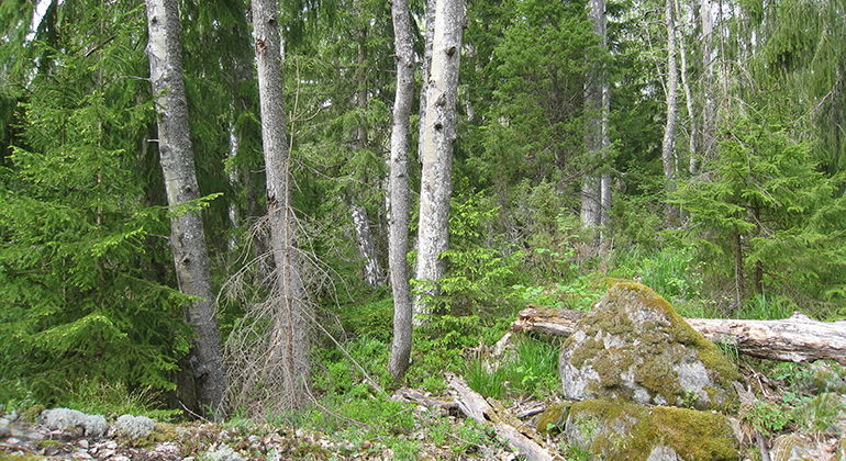 Fotograf: Roland Persson