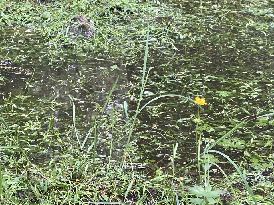En lite gul blomma framför en vattenspegel.
