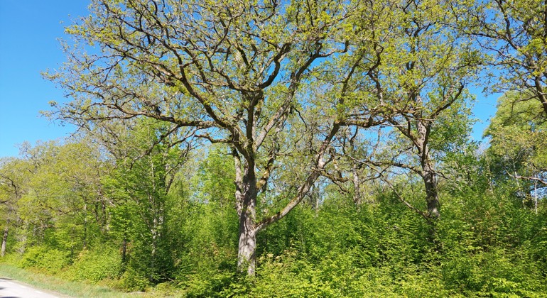 Ekar intill vägen. Foto Isabel Vitaskär /Länsstyrelsen Blekinge
