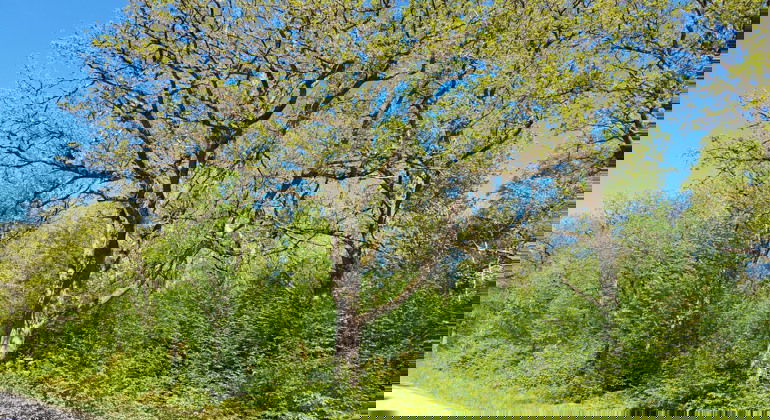 Ekar intill vägen. Foto Isabel Vitaskär /Länsstyrelsen Blekinge