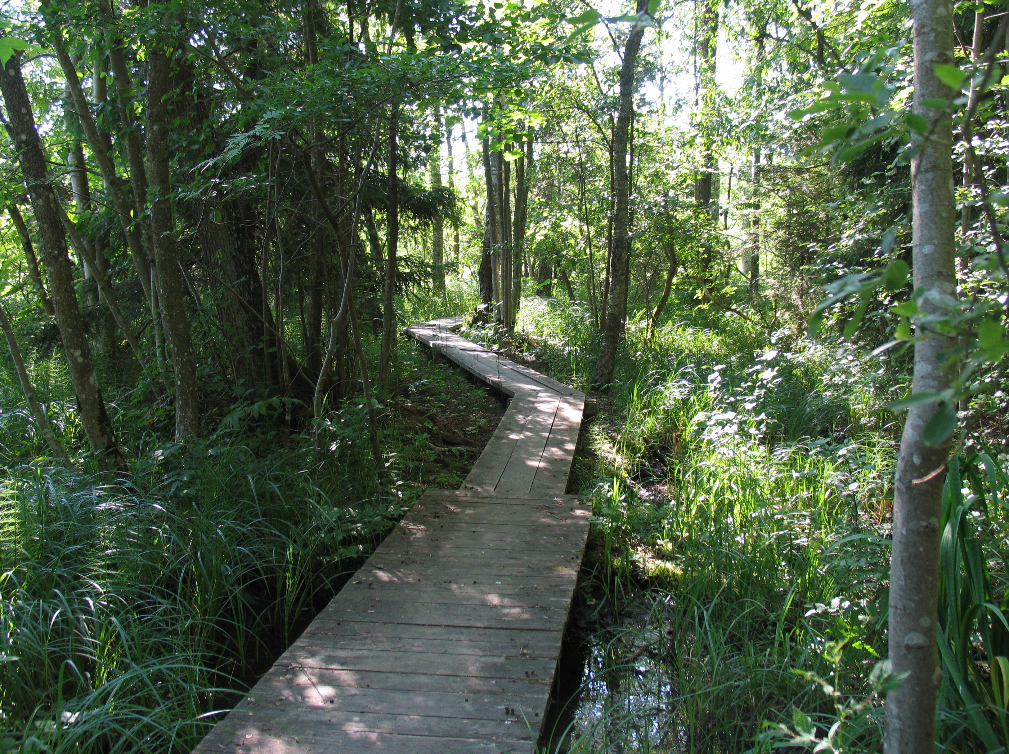Spång genom Sjöbo-Knäppans naturreservat