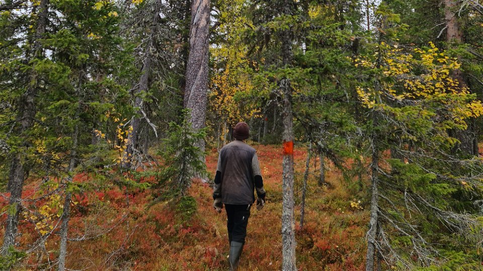 En person går på en stig med röda markeringar på träden.