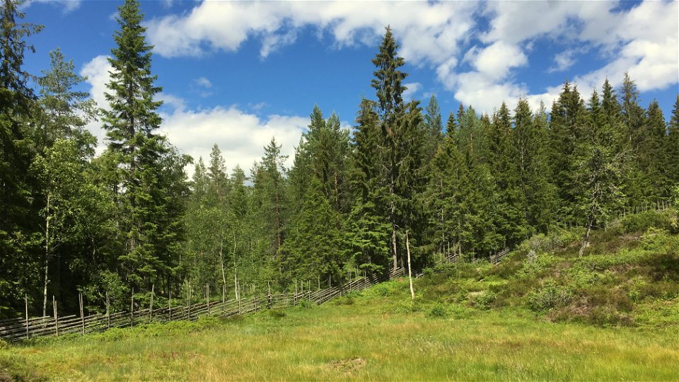 Gärdesgård i Ritamäki Nords naturreservat