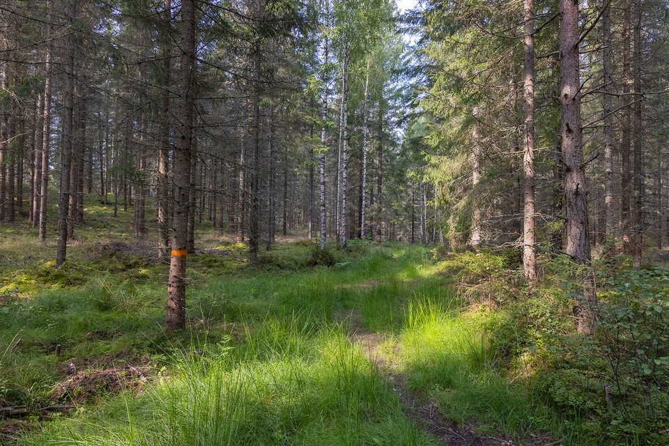 Foto: Fredrik Neregård