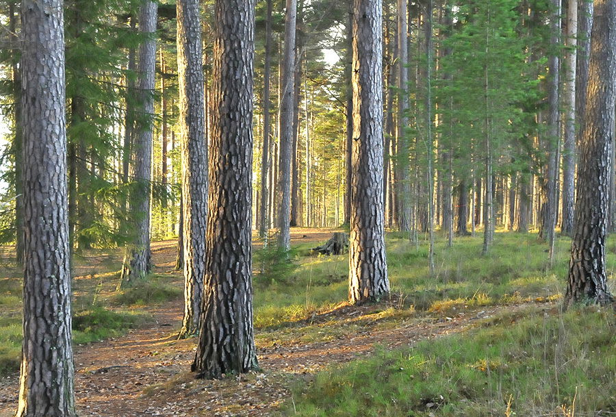 Fridfullt mellan tallarna