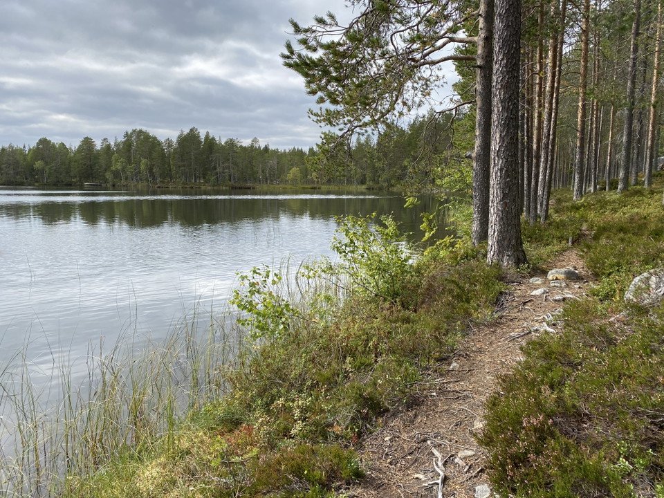 Smal stig i barrskog längs en sjö.