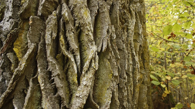 Närbild på mycket grov bark av ett träd. Genom barken går djupa fåror.