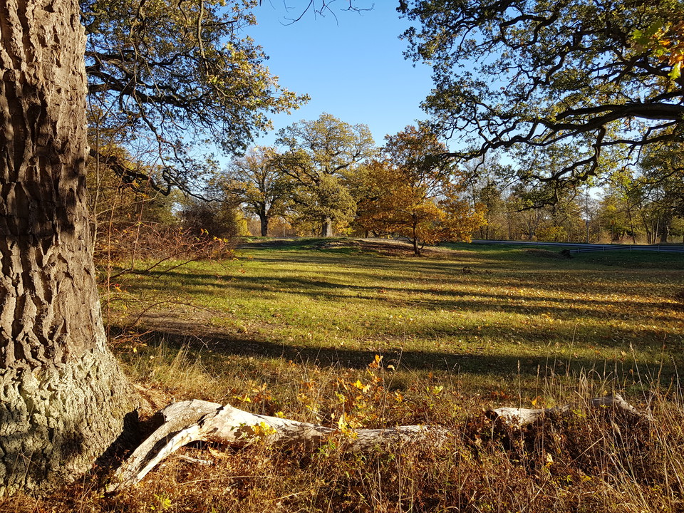Ekar och äng vid Mölna. Foto Lidingö stad