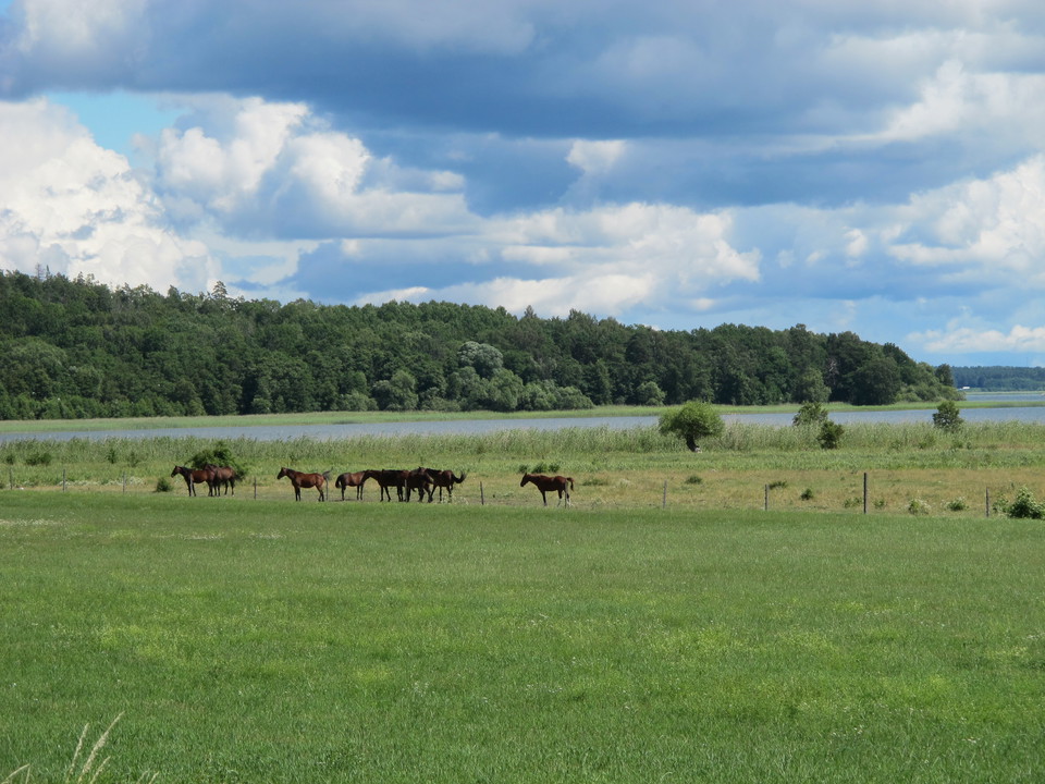 Hästar på Ådö-Lagnös strandängar. 