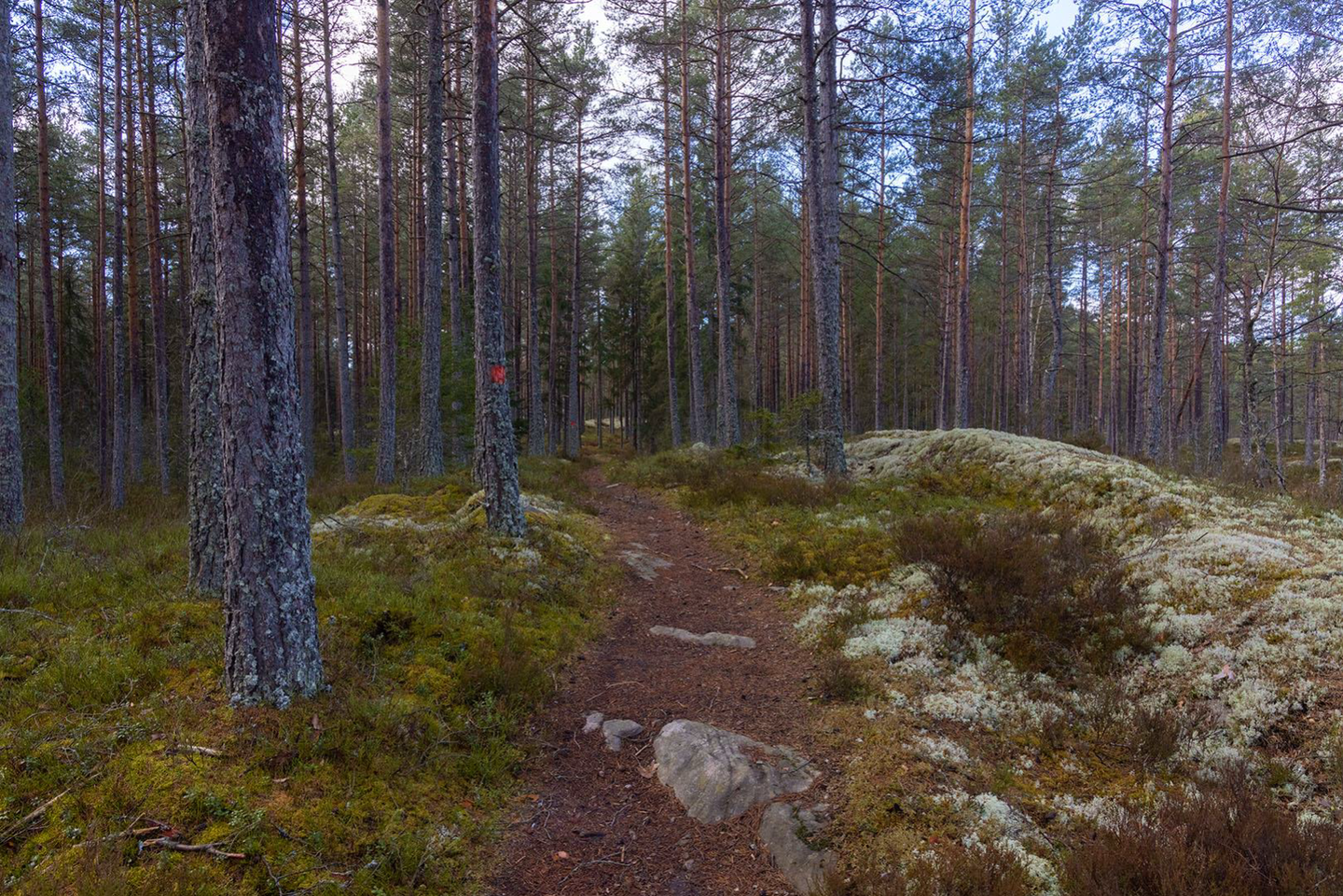 Leden följer fina skogsstigar.