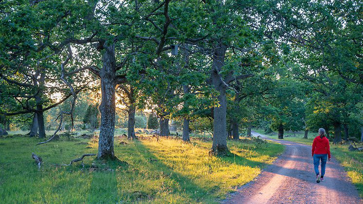 Vambåsa hagmarker. På vandring. Foto Robert Ekholm/Länsstyrelsen.
