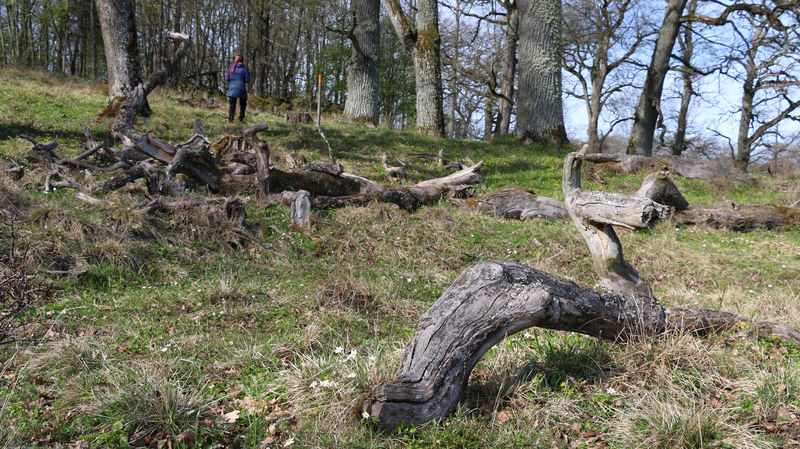 Vandringsled, Jordmarken