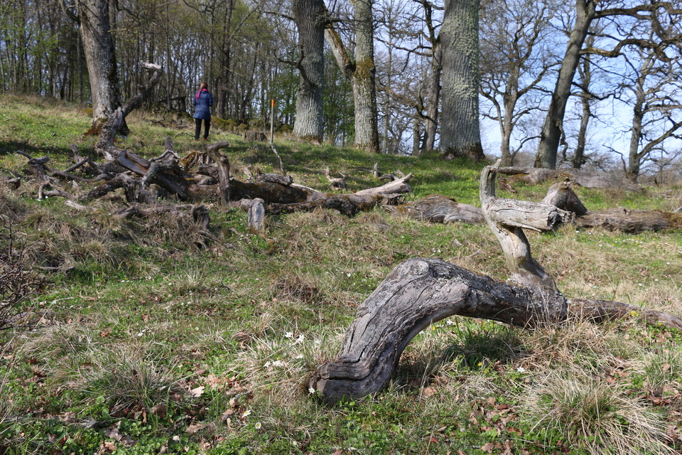 Döda träd ligger på marken.