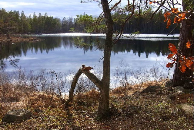 Örkullegölen, Sveaskogs fiskekort