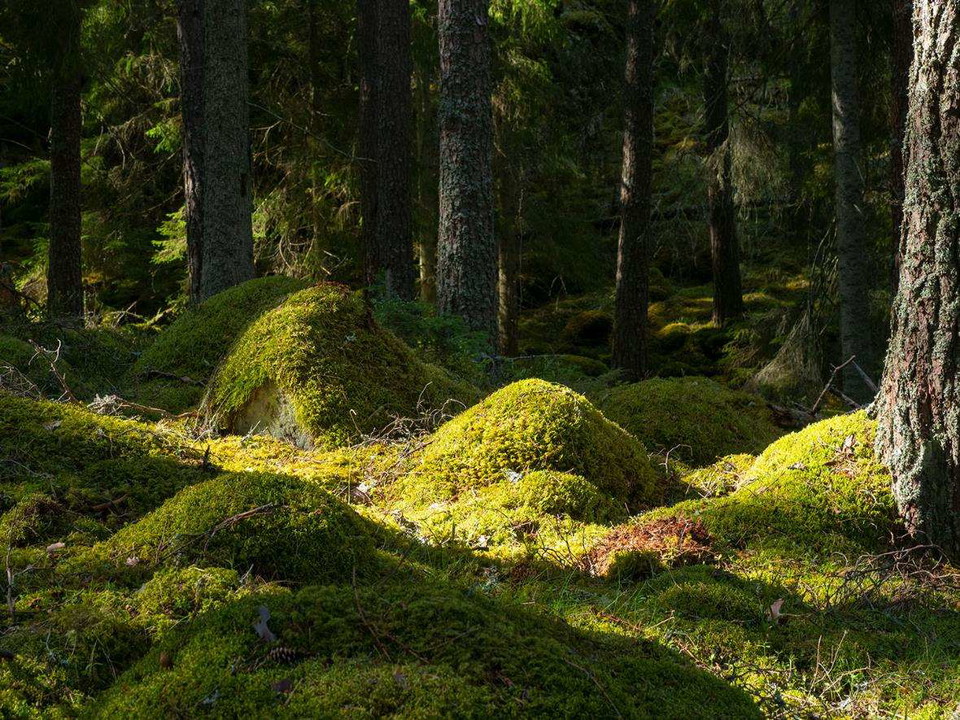 Göstrings urskog naturreservat
