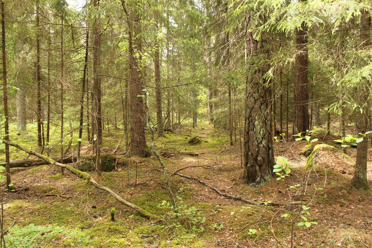 Närbild på tät skog med flera grova trädstammar. Marken är täckt av barr och det ligger flera döda träd.