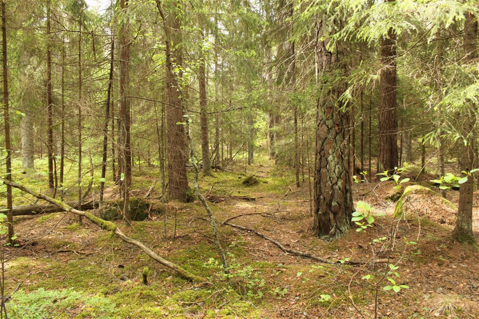 Närbild på tät skog med flera grova trädstammar. Marken är täckt av barr och det ligger flera döda träd.