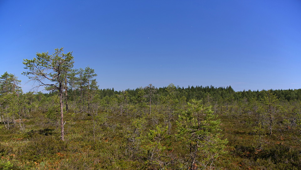 Vildmarkskänsla i Grundsjömossarna