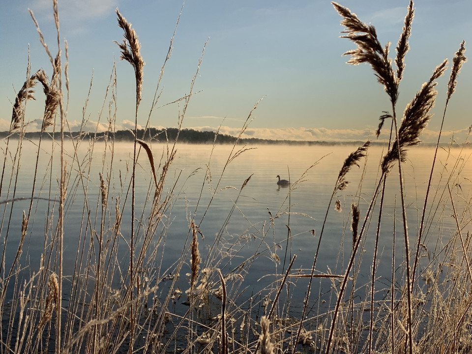 Svan i Sandemars naturreservat.