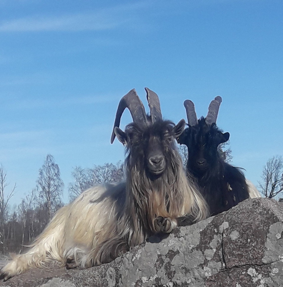 Tunnbröd