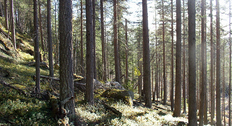 Björnbergsbranten.