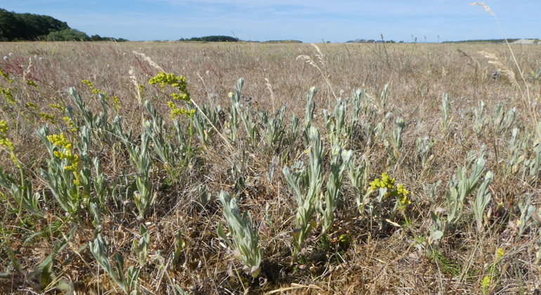 Hedblomster.