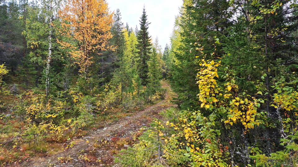 En skogsbilväg genom en skog med barrträd och lövträd i höstfärger.