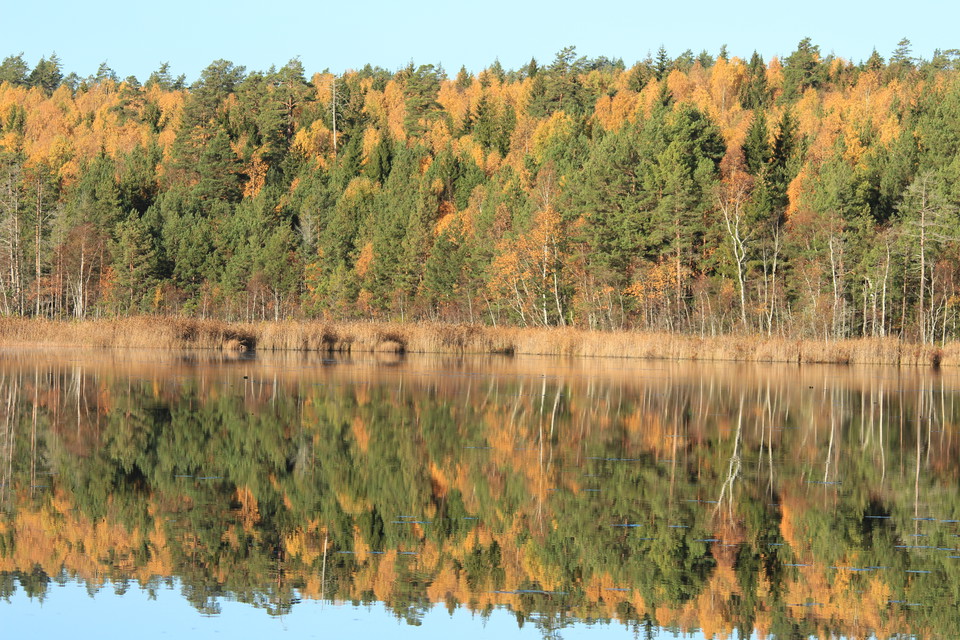 Bårsjön på hösten