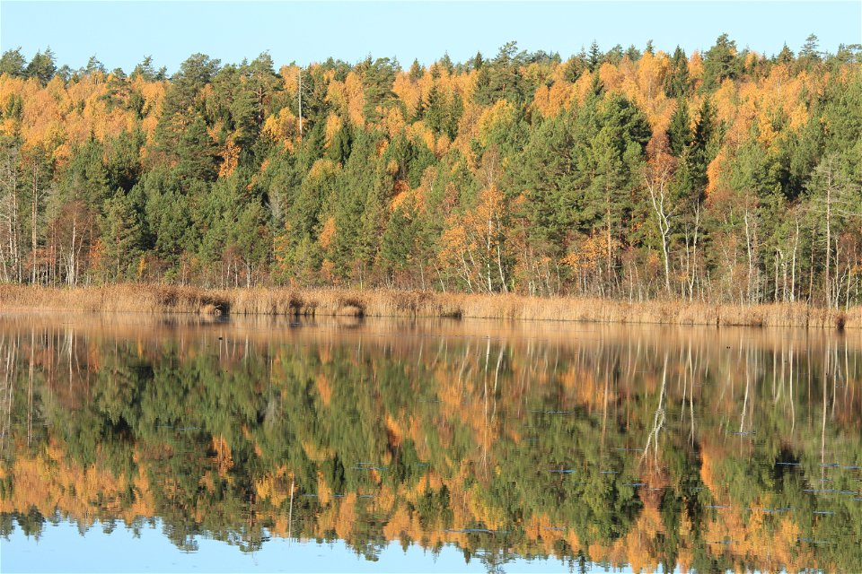 Bårsjön på hösten