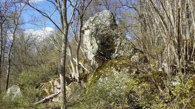 Rösjöns hasselund