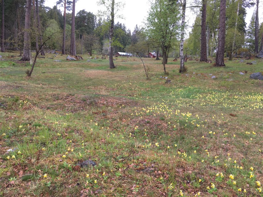 Många gula blommor på öppen betesmark. I bakgrunden står flera träd och två mindre träbyggnader.
