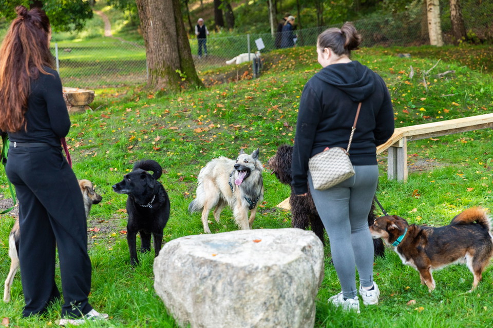 Flera hundar med en person som tränar de