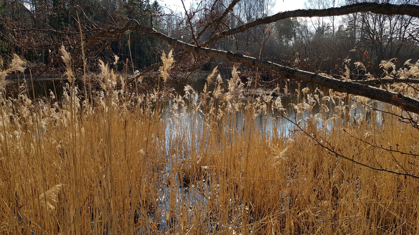 Vass vid Rudbodakärret. Foto Lidingö stad