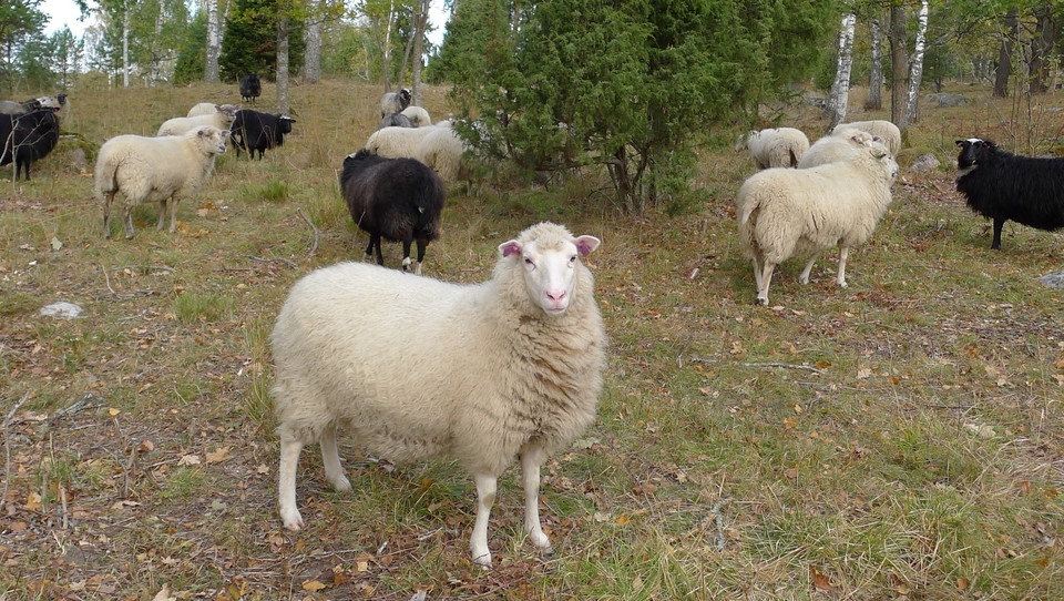 Får på bete