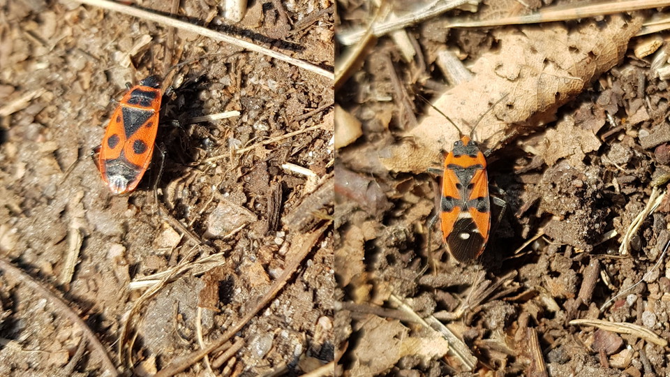 Eldlus (till vänster) och riddarskinnbagge (till höger) på stig i ekbacken. Foto Lidingö stad