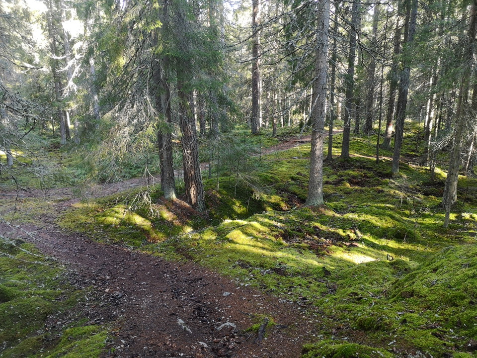 Längs med leden