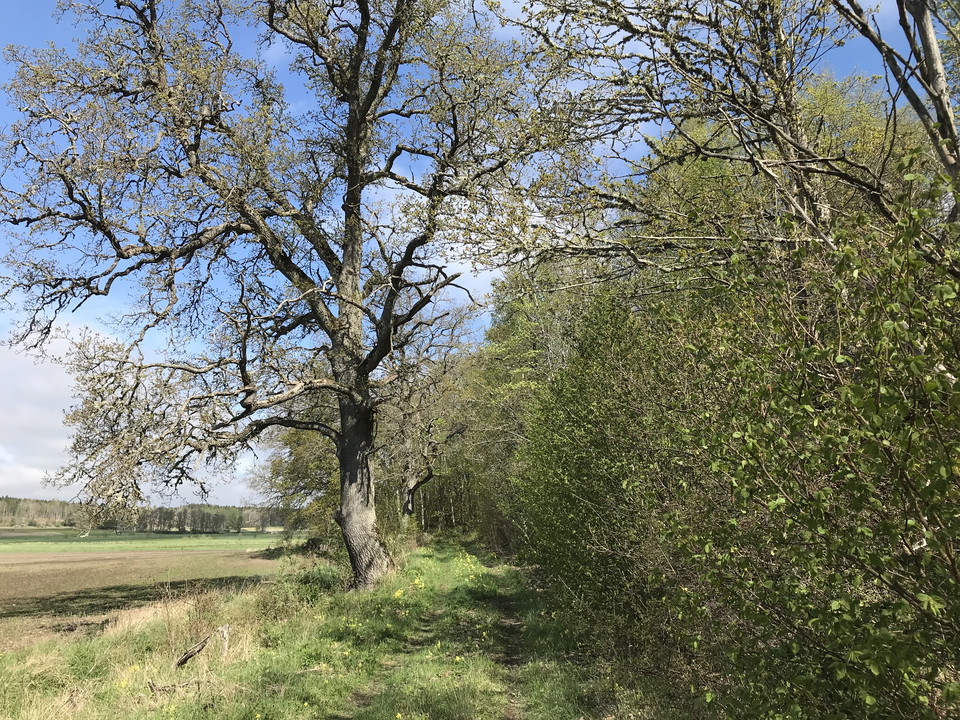 En ek med vid krona står vid ett skogsbryn i kanten av en åker. En stig går längs skogsbrynet och åkerkanten.