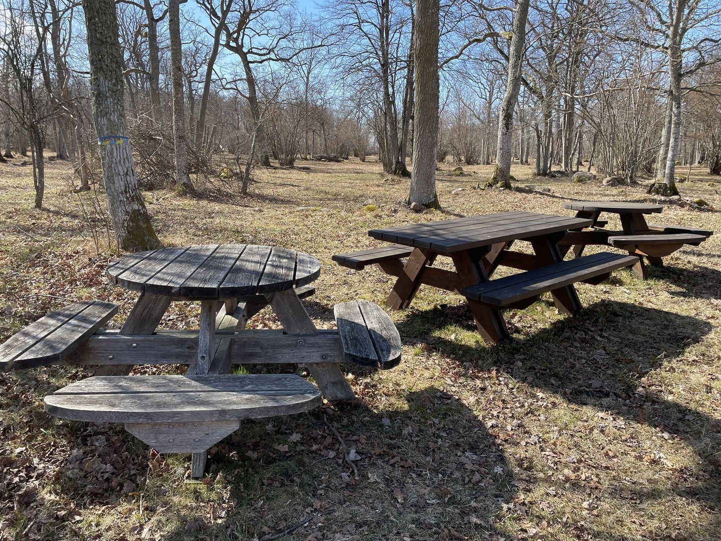 Rastbord i trä med träd i bakgrunden