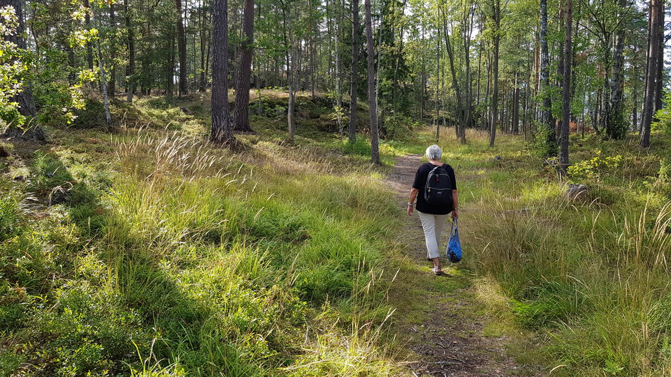 Barrblandskog på Södergarn. Foto Lidingö stad