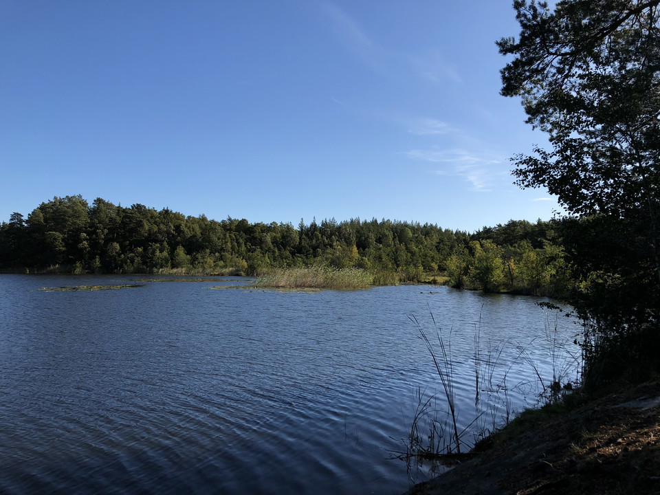 Dammstakärret med växtlighet runt omkring.