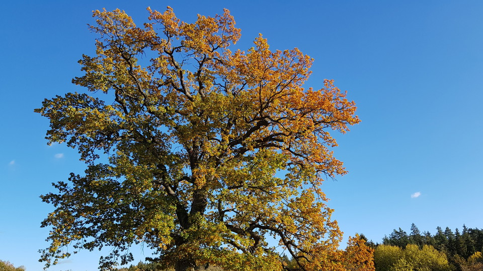 Ek vid Ekholmsnäs. Foto Lidingö stad