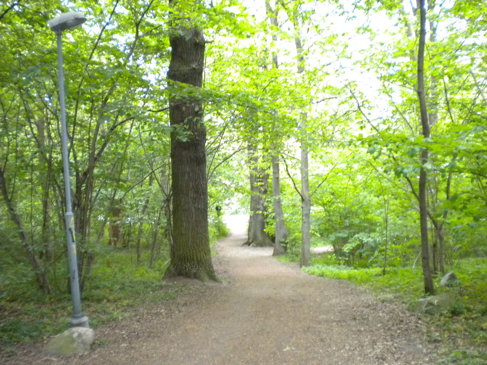Stig i ekbackens lövskogslund. Foto Lidingö stad.