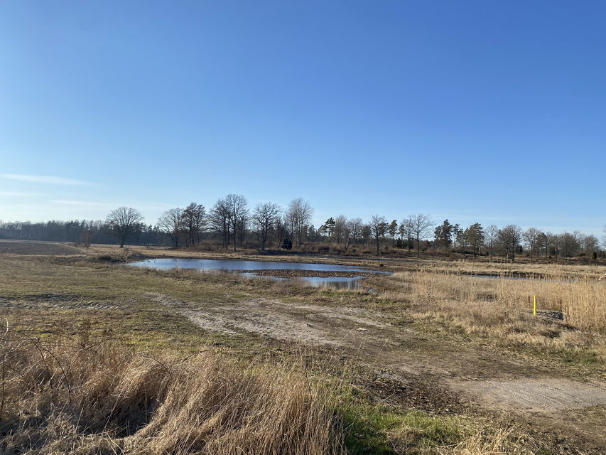 Vy över våtmarken