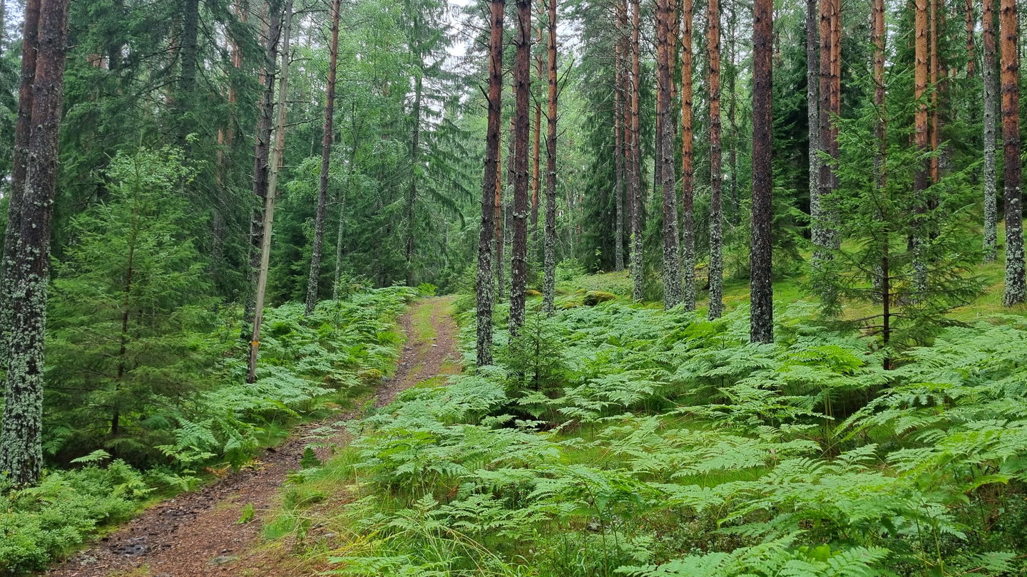 Tallskog med ormbunkar.