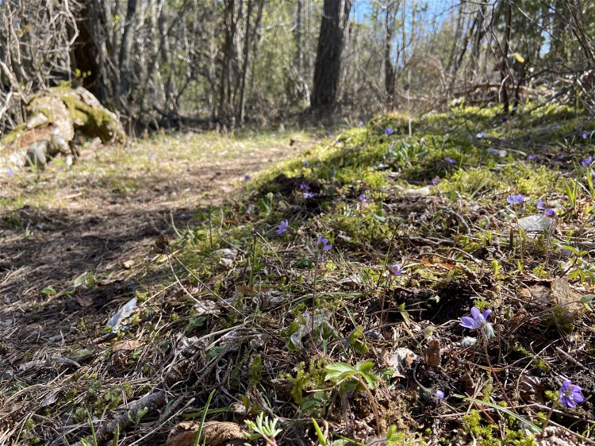 En stig går genom skogen. På marken finns blommande blåsippor.