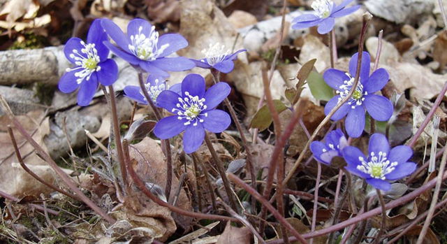 Älgtjärnarna, Naturreservat