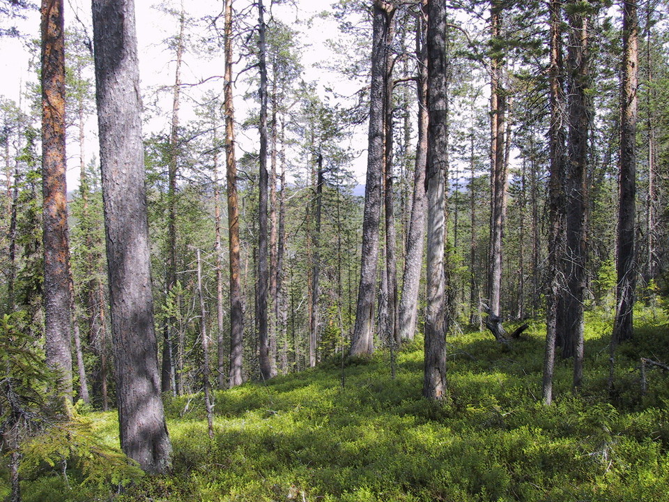 Länsstyrelsen Västerbotten