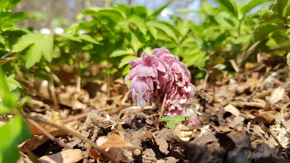 Vätterros i Larsbergs ekbacke. Foto Lidingö stad