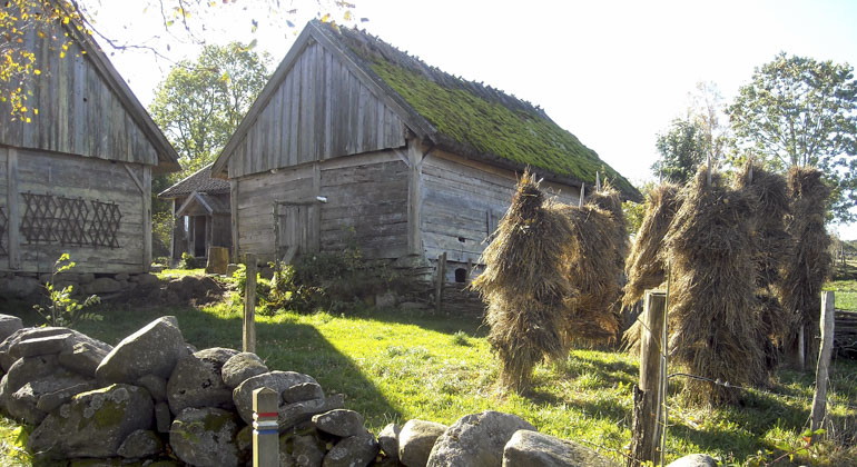 gårdsmiljö från förr i tiden med stenmur och trähus