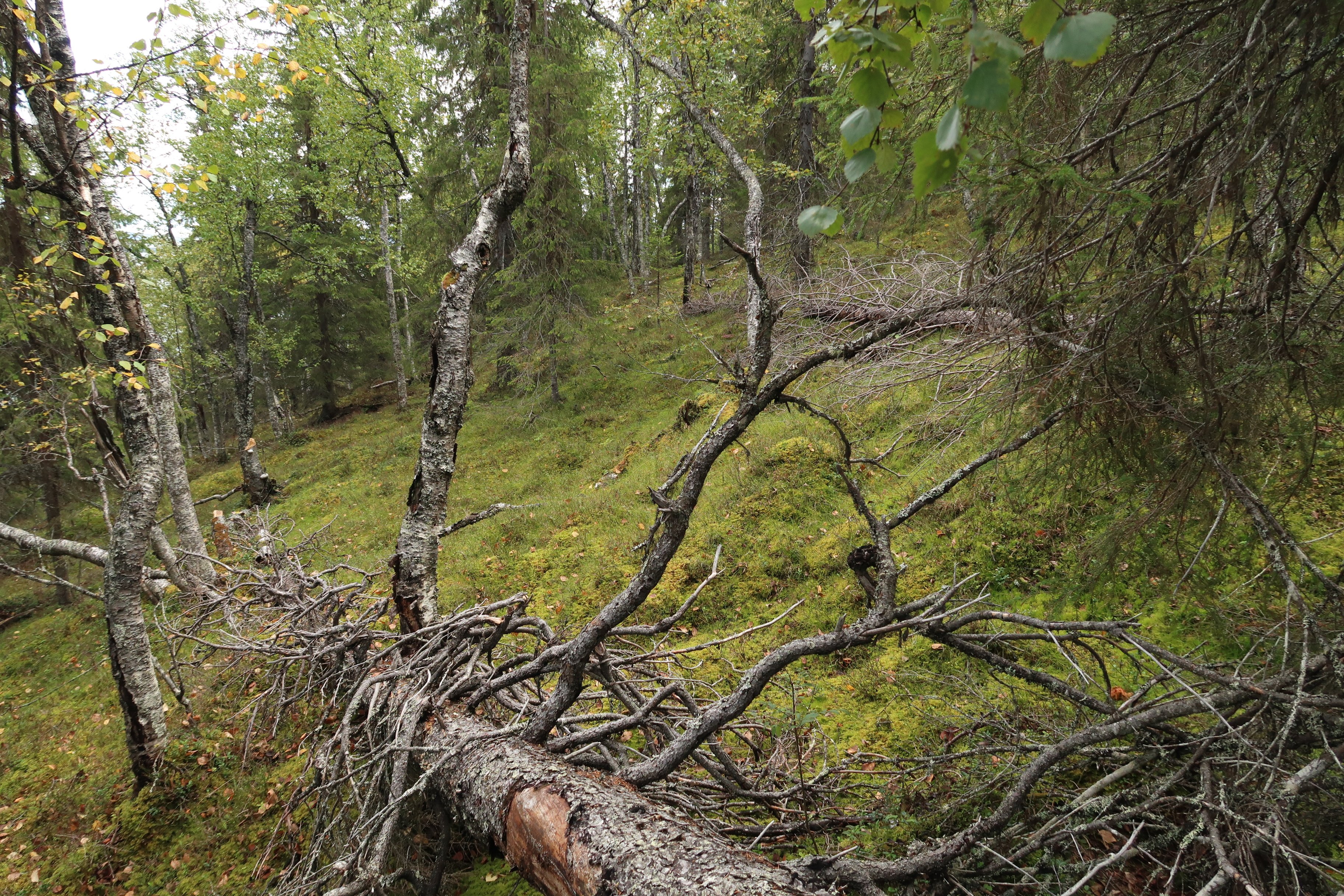 Barrskog med gamla döda träd på marken och en del lövträd.